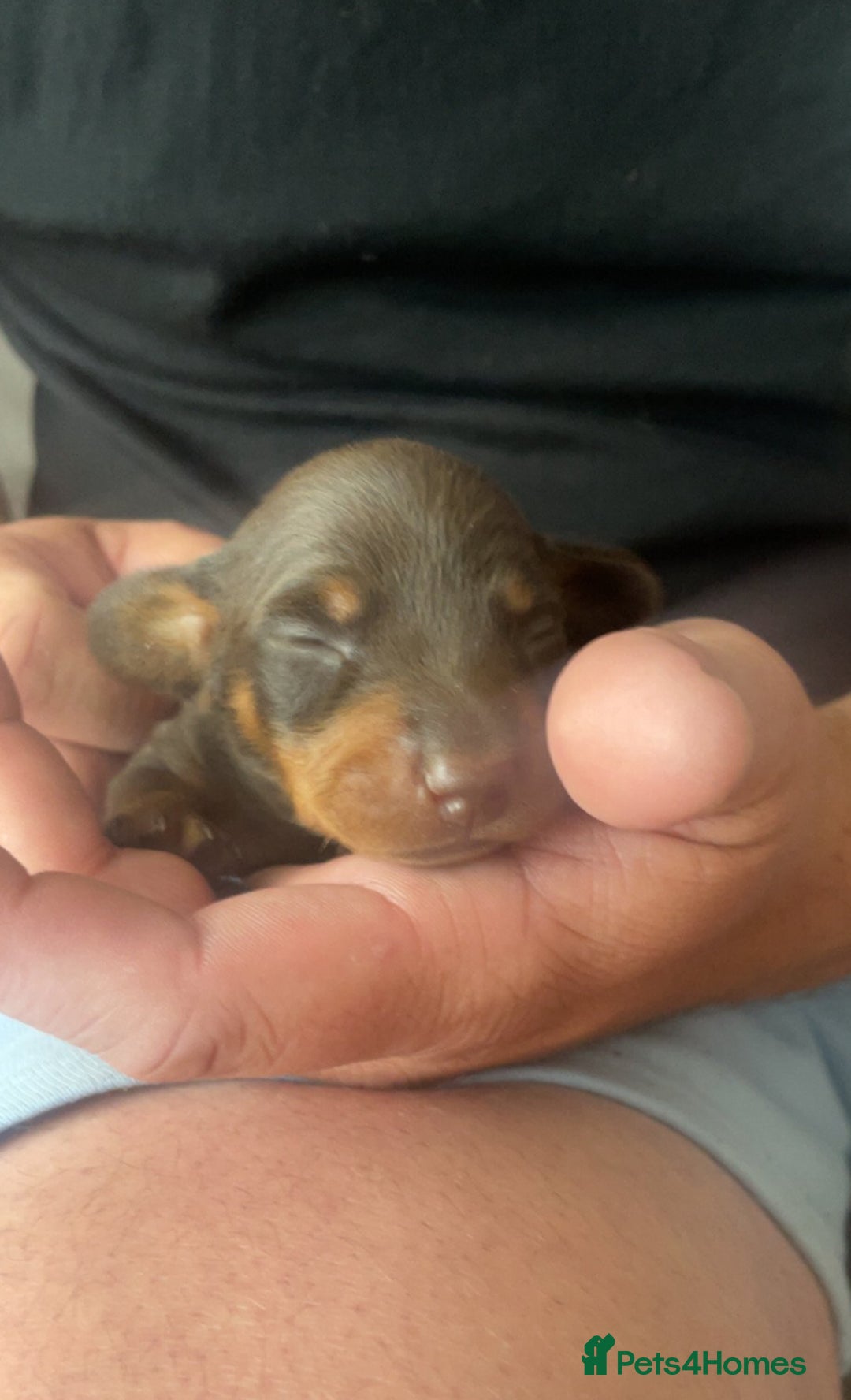 Miniature Dachshund dogs for sale: Chocolate Pedigree Miniature Dachshund Ready Now  - Image 1