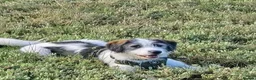 Mixed Breed dogs for adoption: Meet Ash, currently residing in Essex in Burnham-on-Crouch - Advert 8