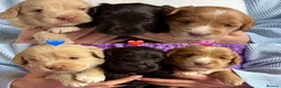 Australian Labradoodle dogs for sale: Miniature Australian Labradoodle Puppies - Advert 6
