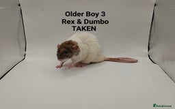 Rat rodents for sale: OCT: 32 Rats (7 Rats: 4 Boys, 3 Girls Left) - Advert 36