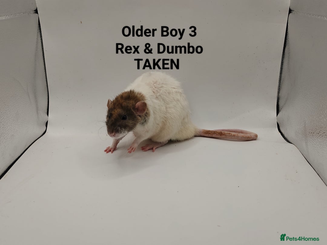 Rat rodents for sale: OCT: 32 Rats (7 Rats: 4 Boys, 3 Girls Left) - Advert 36