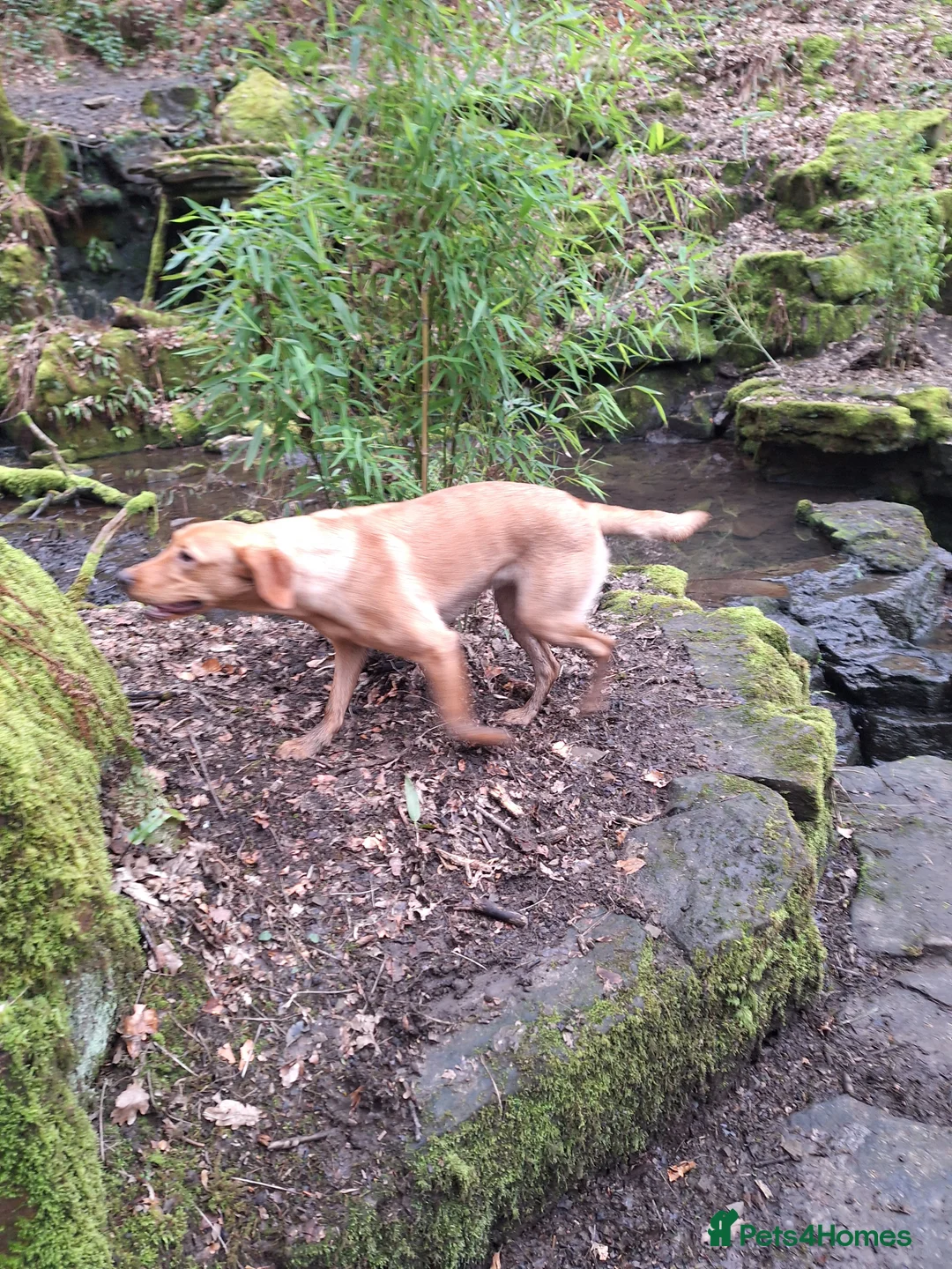 Labrador Retriever dogs for sale: Labrador Bitch 8 months old - Advert 11