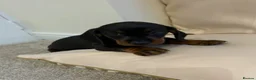 Miniature Dachshund dogs for sale: MINIATURE DACHSHUND PUPPIES FOR SALE in Aberdeen - Advert 2