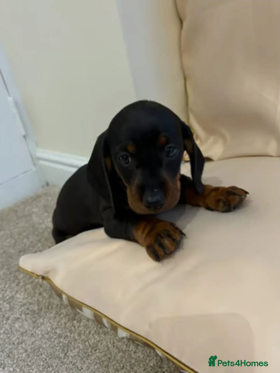 Miniature Dachshund dogs for sale: MINIATURE DACHSHUND PUPPIES FOR SALE in Aberdeen - Advert 2