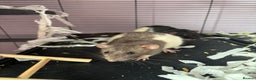 Rat rodents for sale: Dumbo Rats - Advert 7