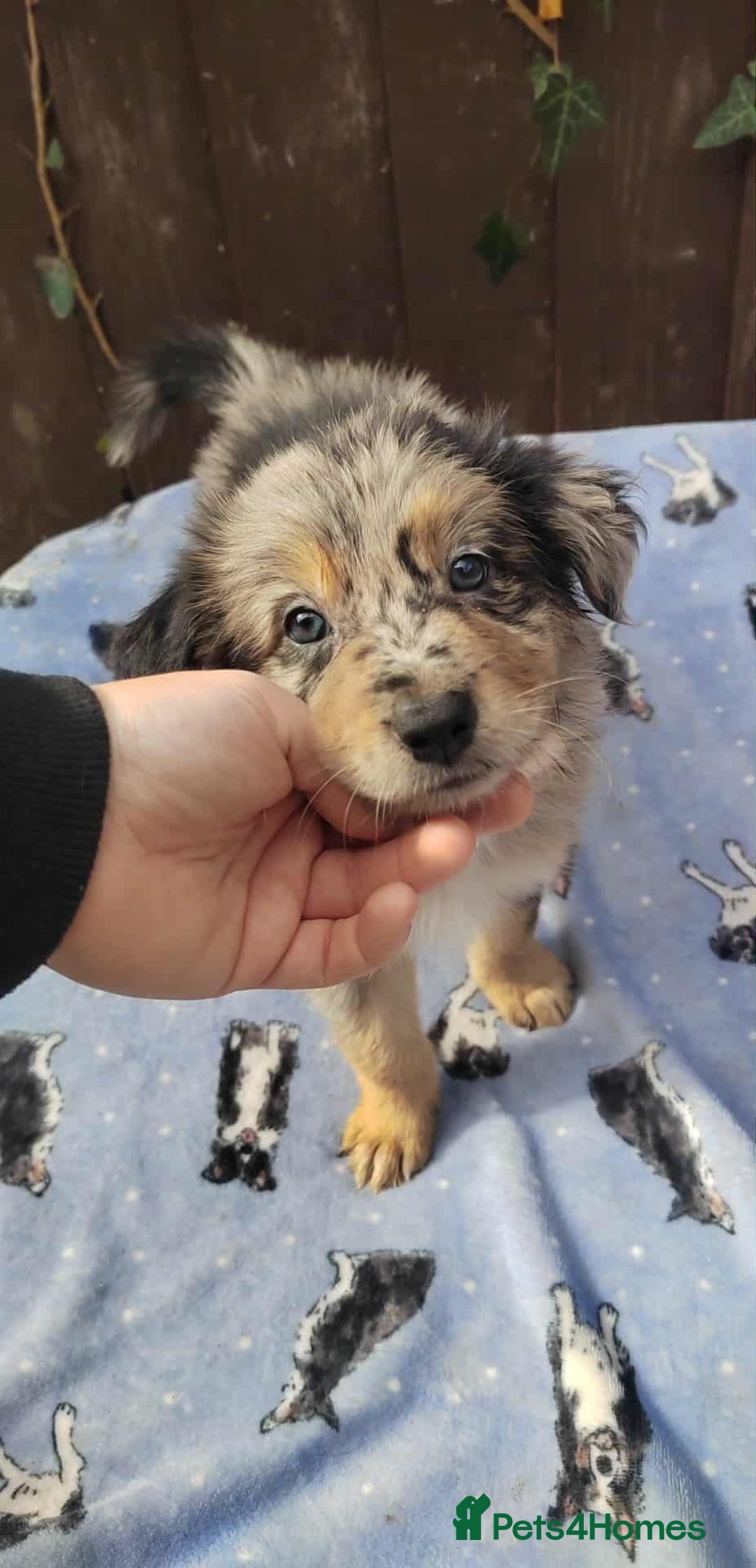 Mixed Breed dogs for sale: Border Collie X German Shepherd Puppies - Image 7