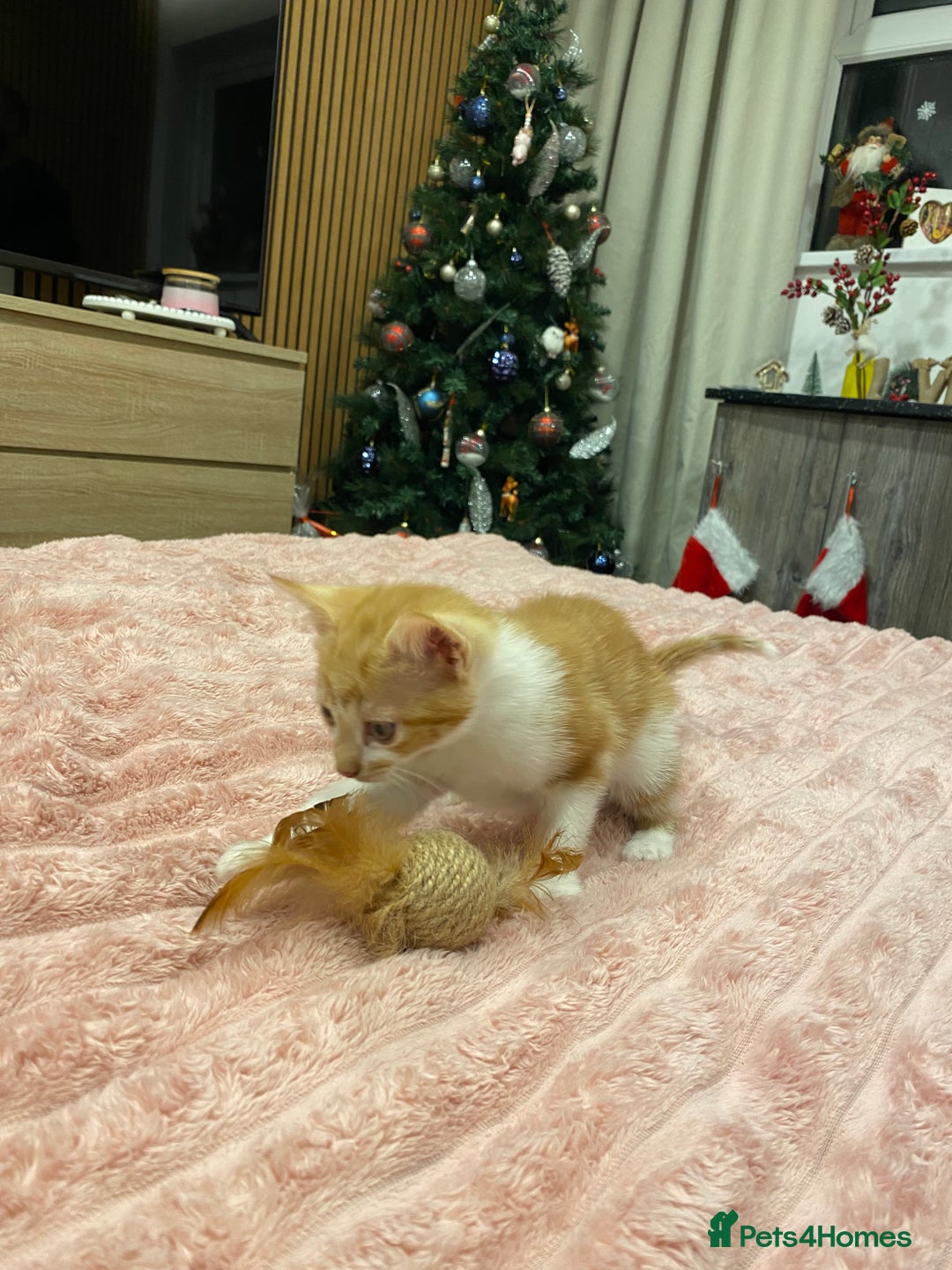 Mixed Breed cats for sale: 5 lovely kittens for sale - Advert 8