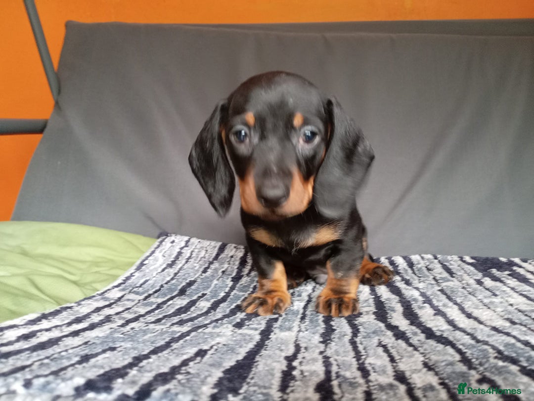 Dachshund dogs for sale: Beautiful dachshund babies  - Image 9