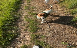 Jack Russell dogs for sale: Jack Russell  - Image 7