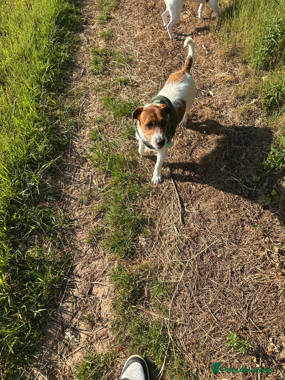 Jack Russell dogs for sale: Jack Russell  - Image 7