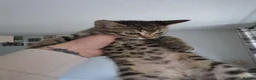 Mixed Breed cats for sale: 3 beautiful kittens for sale. in Faringdon - Advert 3
