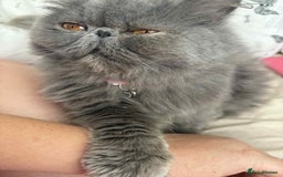 Persian cats for sale: Persian male and female &kittens  - Image 6
