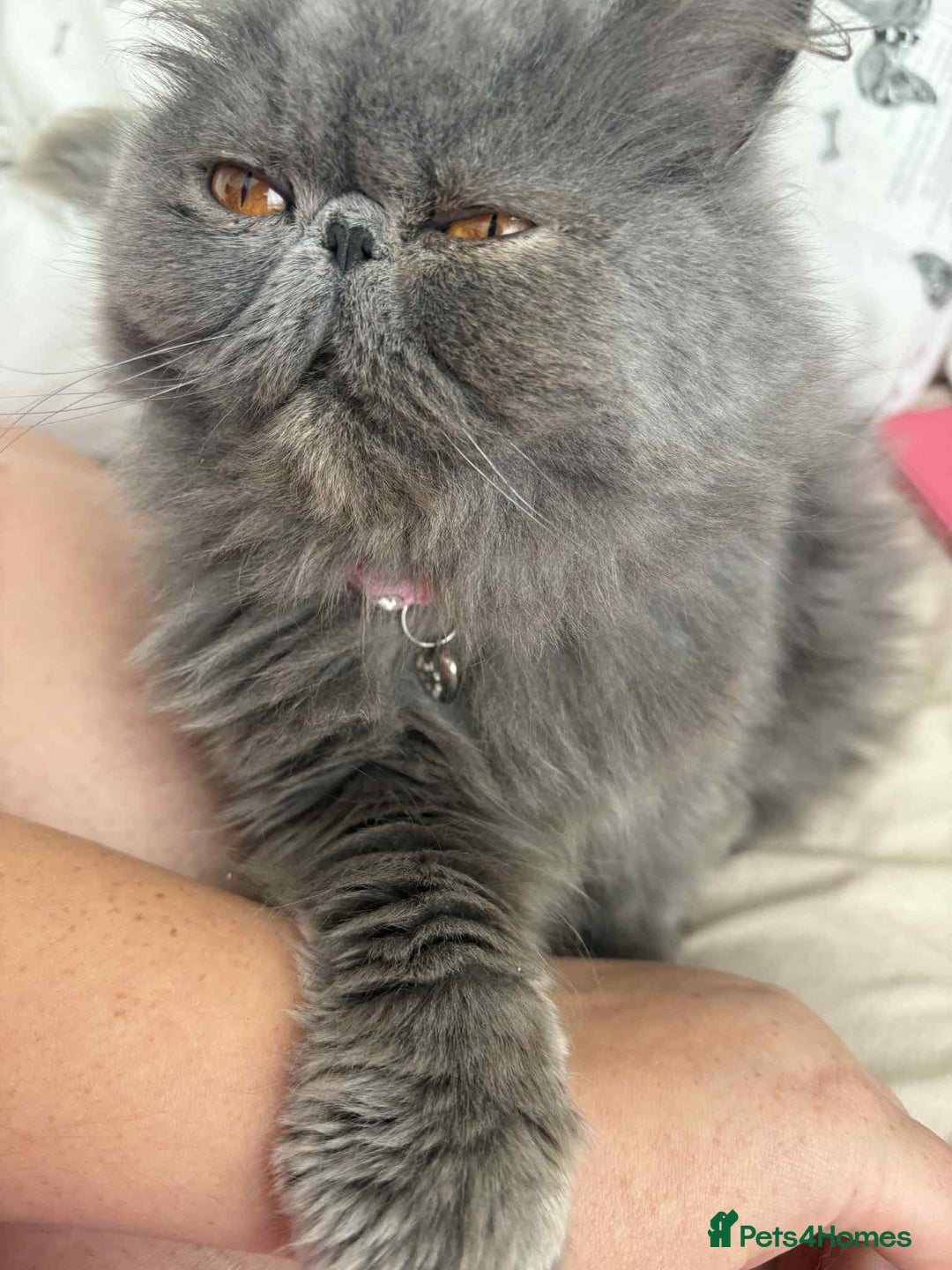 Persian cats for sale: Persian male and female &kittens  - Image 6