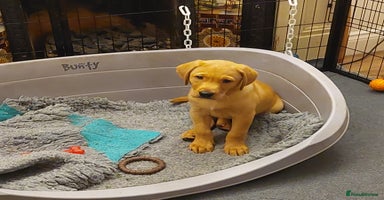 Labrador Retriever dogs - Advert 12