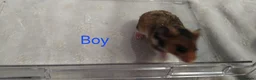 Hamster rodents for sale: Baby syrians - Advert 3