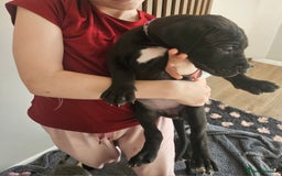 Great Dane dogs for sale: Great dane puppies  - Image 20