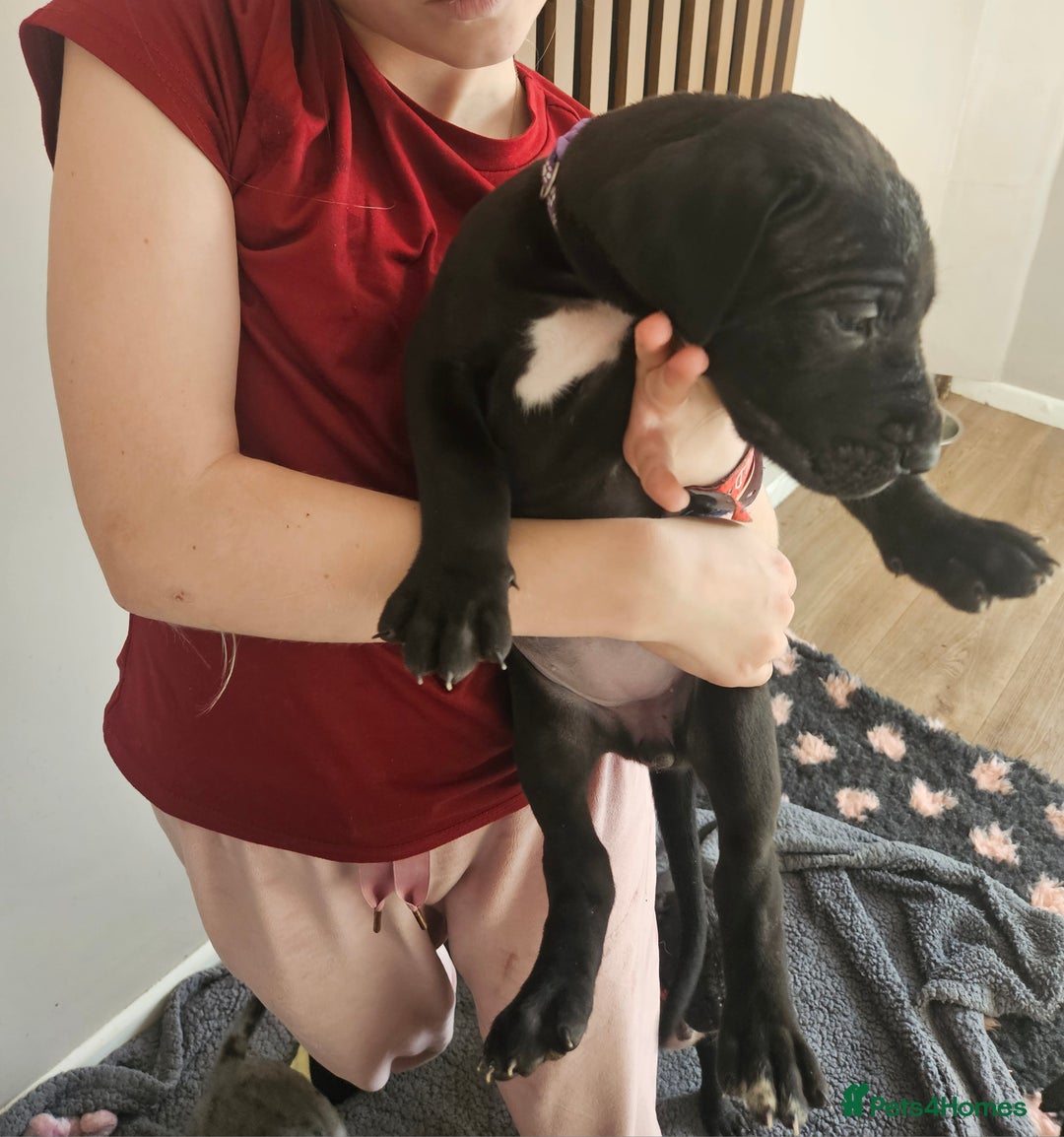 Great Dane dogs for sale: Great dane puppies  - Image 20