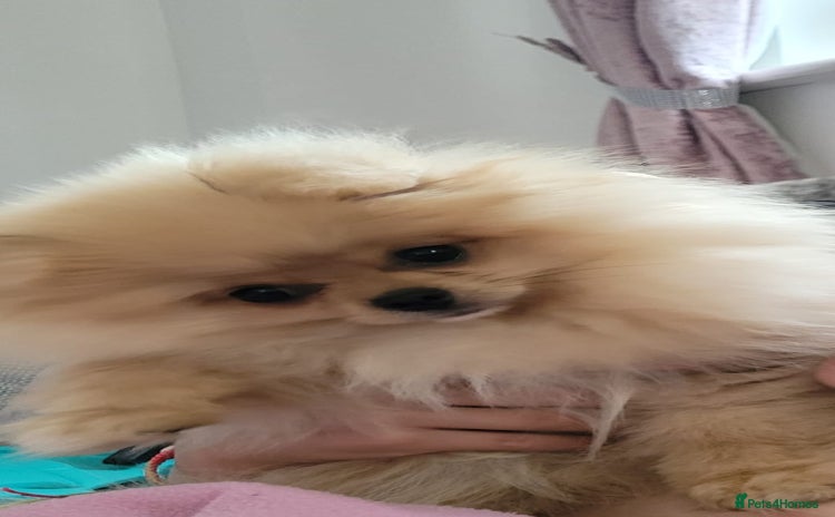 Pomeranian dogs in Hounslow - Advert 8