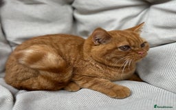 British Shorthair cats for sale: British Shorthair Chunky kittens - Image 6