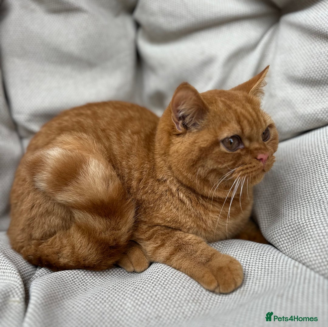 British Shorthair cats for sale: British Shorthair Chunky kittens - Image 6