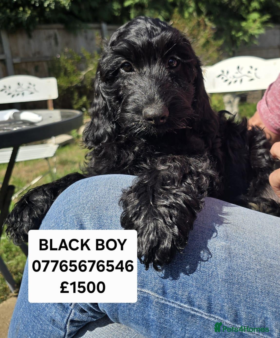 Cockapoo dogs F1 Cockapoo Puppies Ready To Go Domestic Licence - Advert 2
