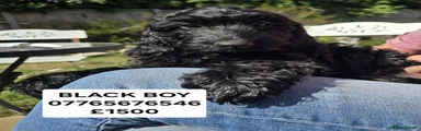 Cockapoo 1