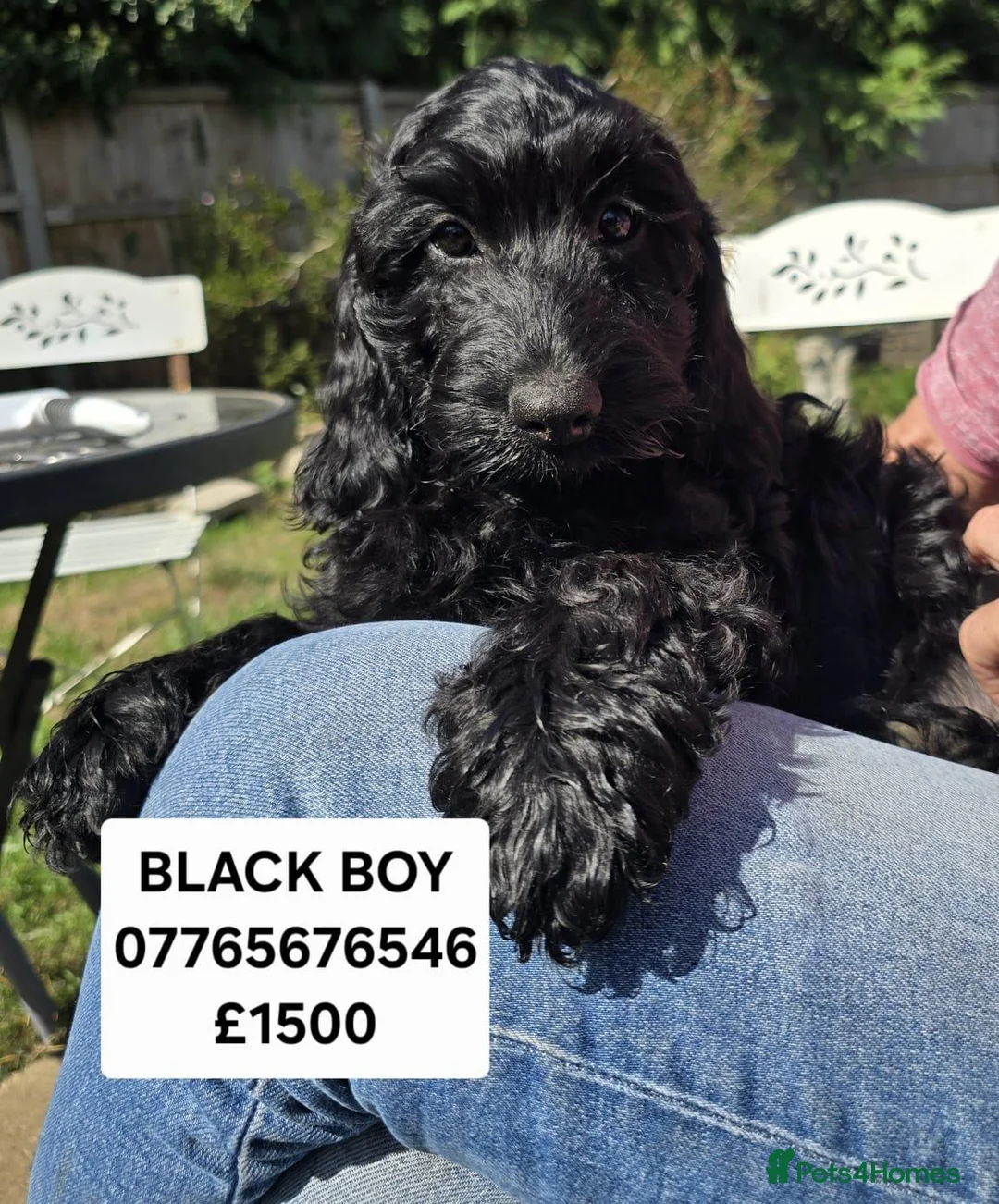 Cockapoo dogs for sale: F1 Cockapoo Puppies Ready To Go Domestic Licence - Advert 2
