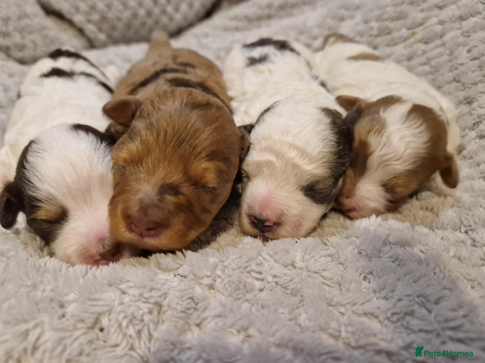 Maltipoo dogs for sale: F1b tiny unique maltipoo puppies.   - Advert 1