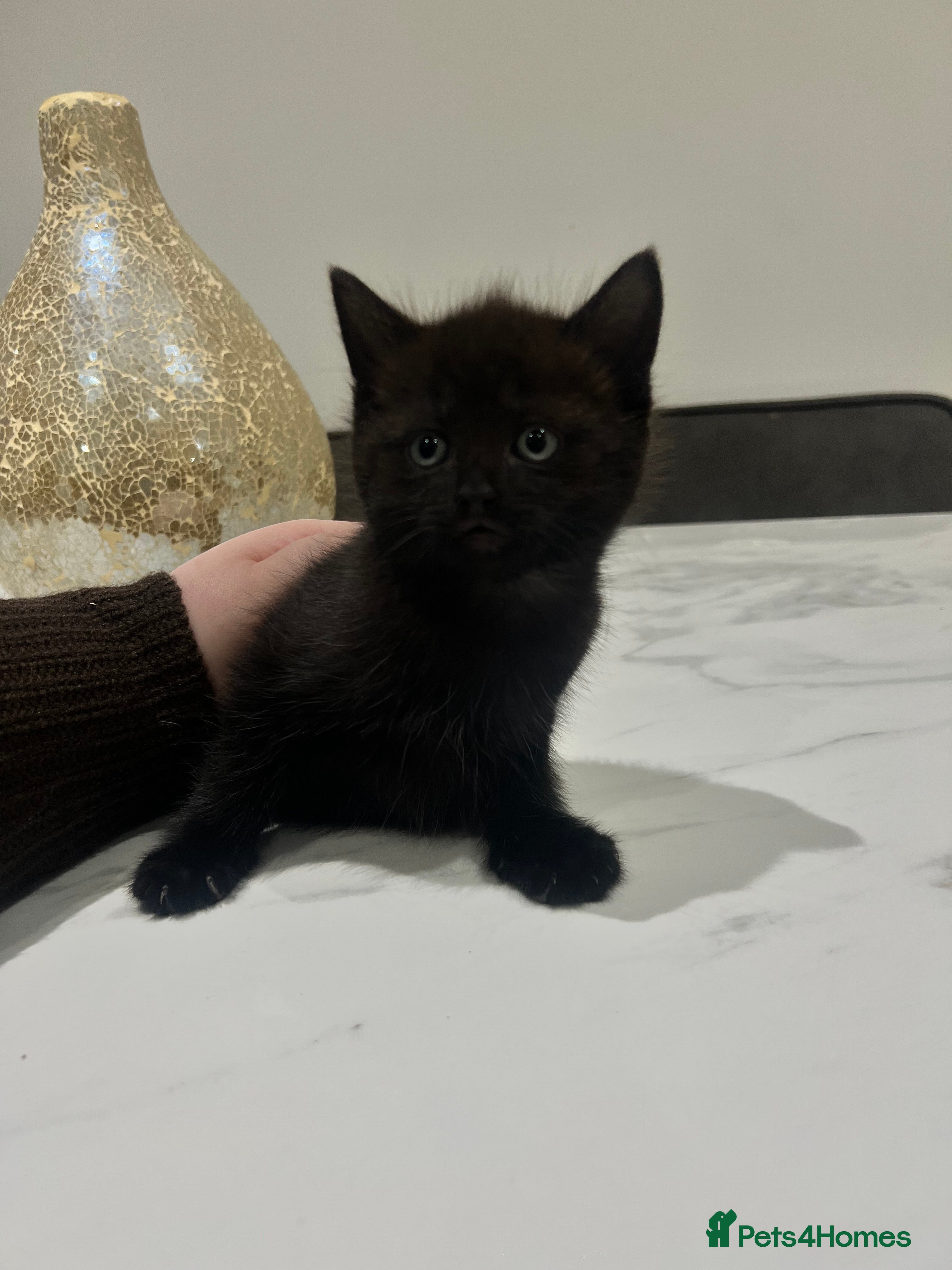 Mixed Breed cats 2 Adorable Kittens - Advert 14