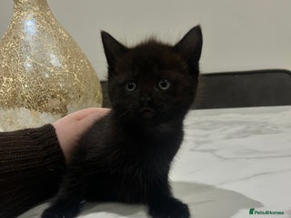 Mixed Breed cats 2 Adorable Kittens - Advert 14