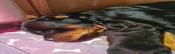 Rottweiler dogs for sale: German rottweiler puppies  in Birmingham - Advert 10