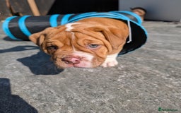 Olde English Bulldogge dogs for sale: READY TO GO, 5 left! - OEB Puppies NEBBR ✅ 3rd Gen - Image 25