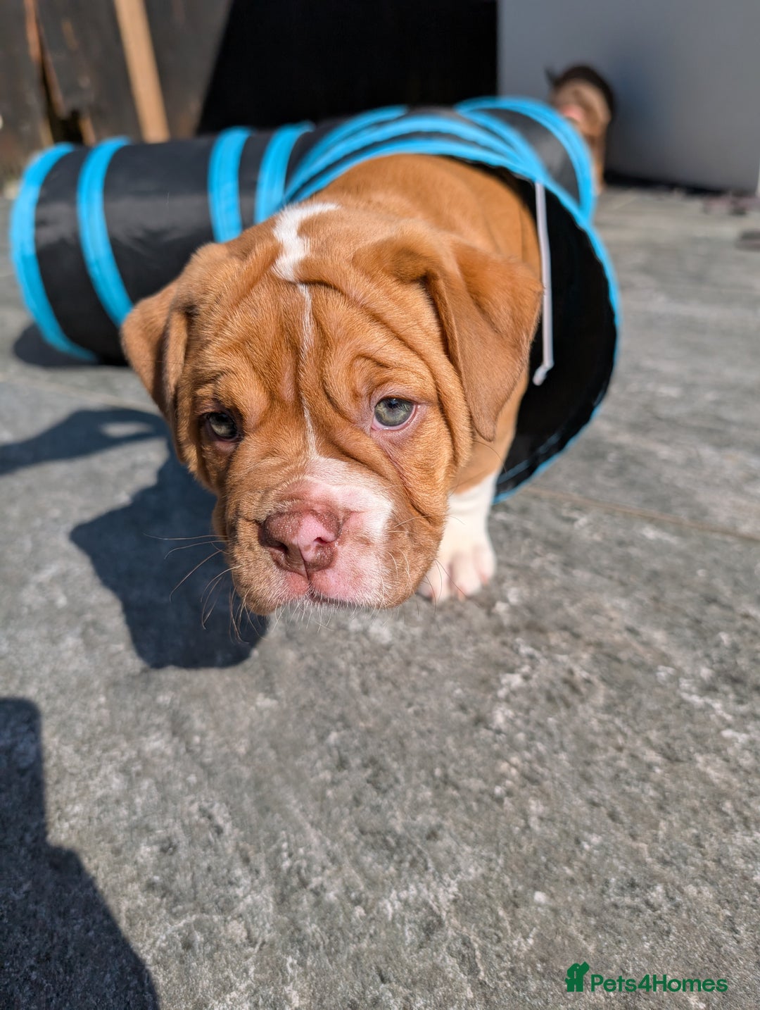 Olde English Bulldogge dogs for sale: READY TO GO, 5 left! - OEB Puppies NEBBR ✅ 3rd Gen - Image 25