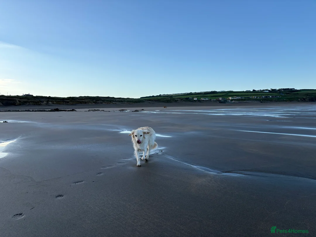 Mixed Breed dogs for sale: Gentle 6yo rehome - Advert 7