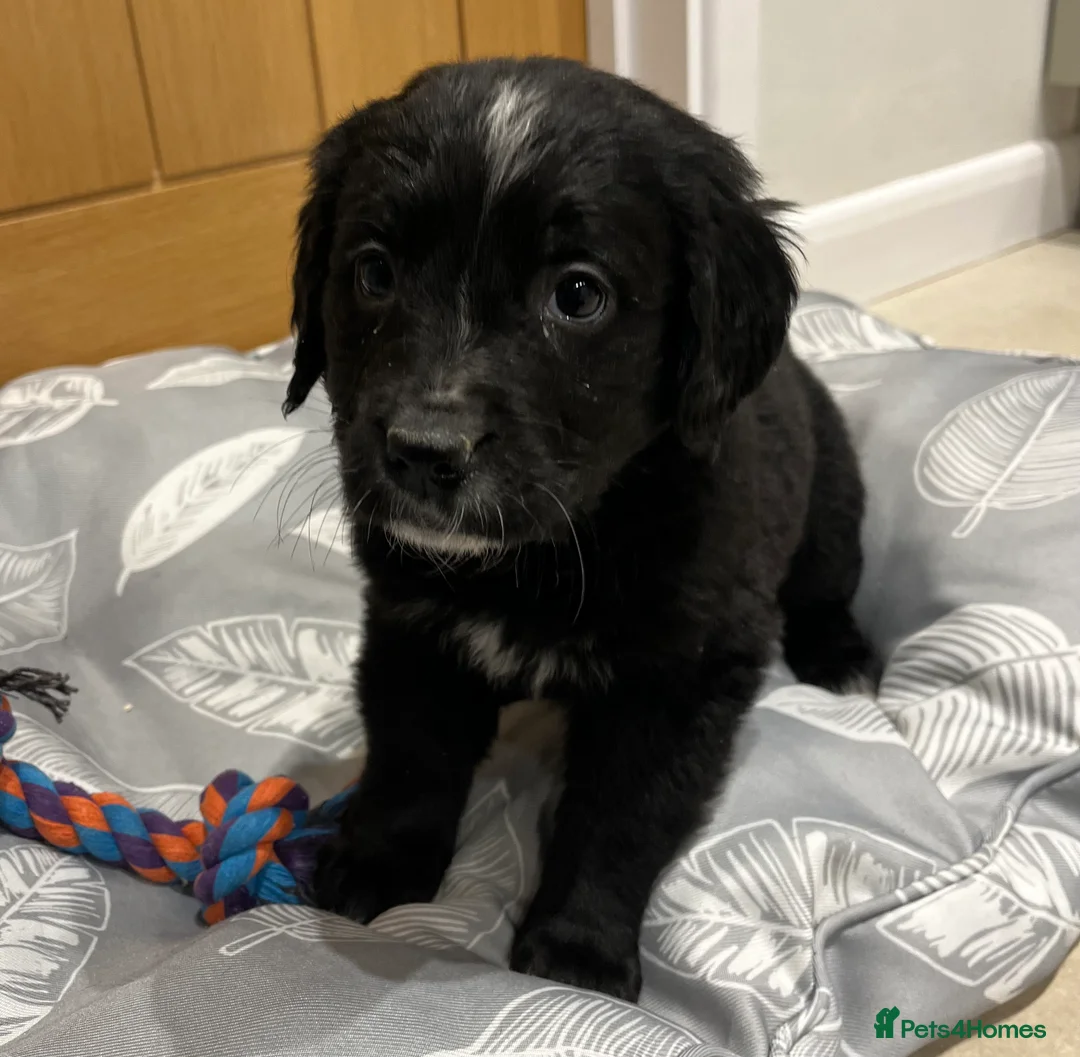 Golden Retriever dogs for sale: Beautiful Bernese Mountain Dog x Golden Retrievers - Advert 3