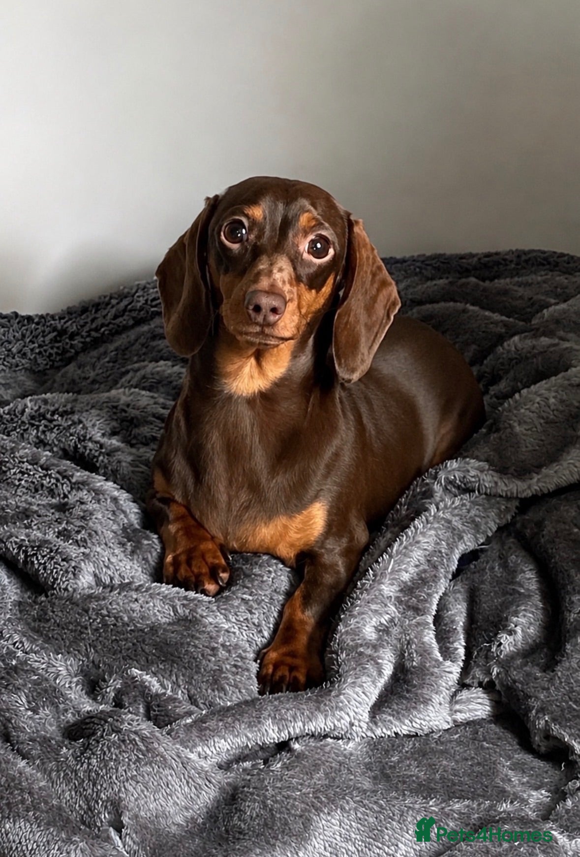 Miniature Dachshund dogs Lovely Miniature Dachshund - Choc and Tan - Advert 1