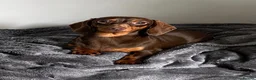 Miniature Dachshund dogs for sale: Lovely Miniature Dachshund - Choc and Tan in Winsford - Advert 1