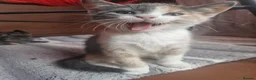 Mixed Breed cats for sale: Kitties  - Advert 1