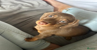 Dachshund dogs - Advert 3