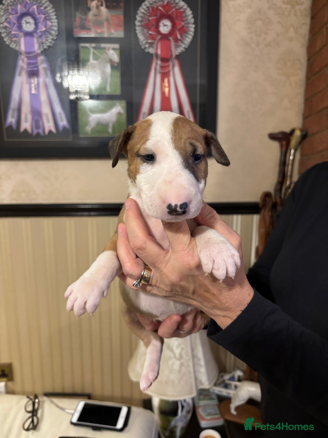 Bull Terrier dogs for sale: RED/WHITE - Advert 1