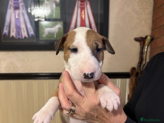 Bull Terrier dogs RED/WHITE - Advert 2