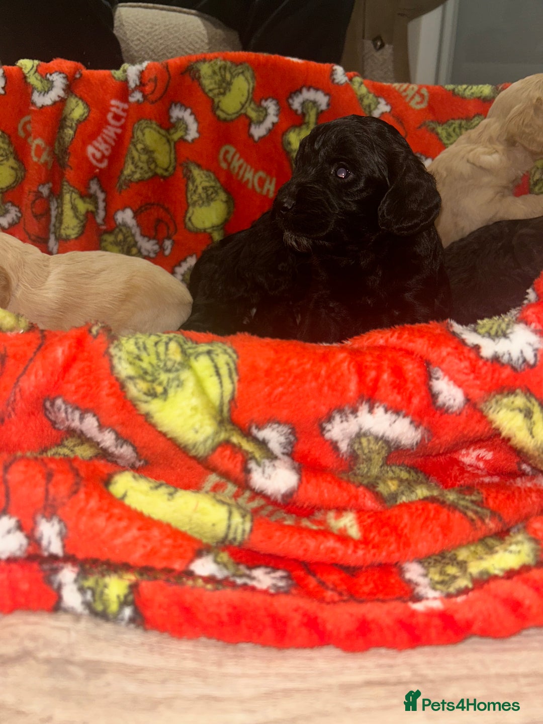 Cockapoo dogs for sale: F1 cockapoo puppies  - Advert 15