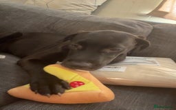 Mixed Breed dogs for sale: Narla - Image 3