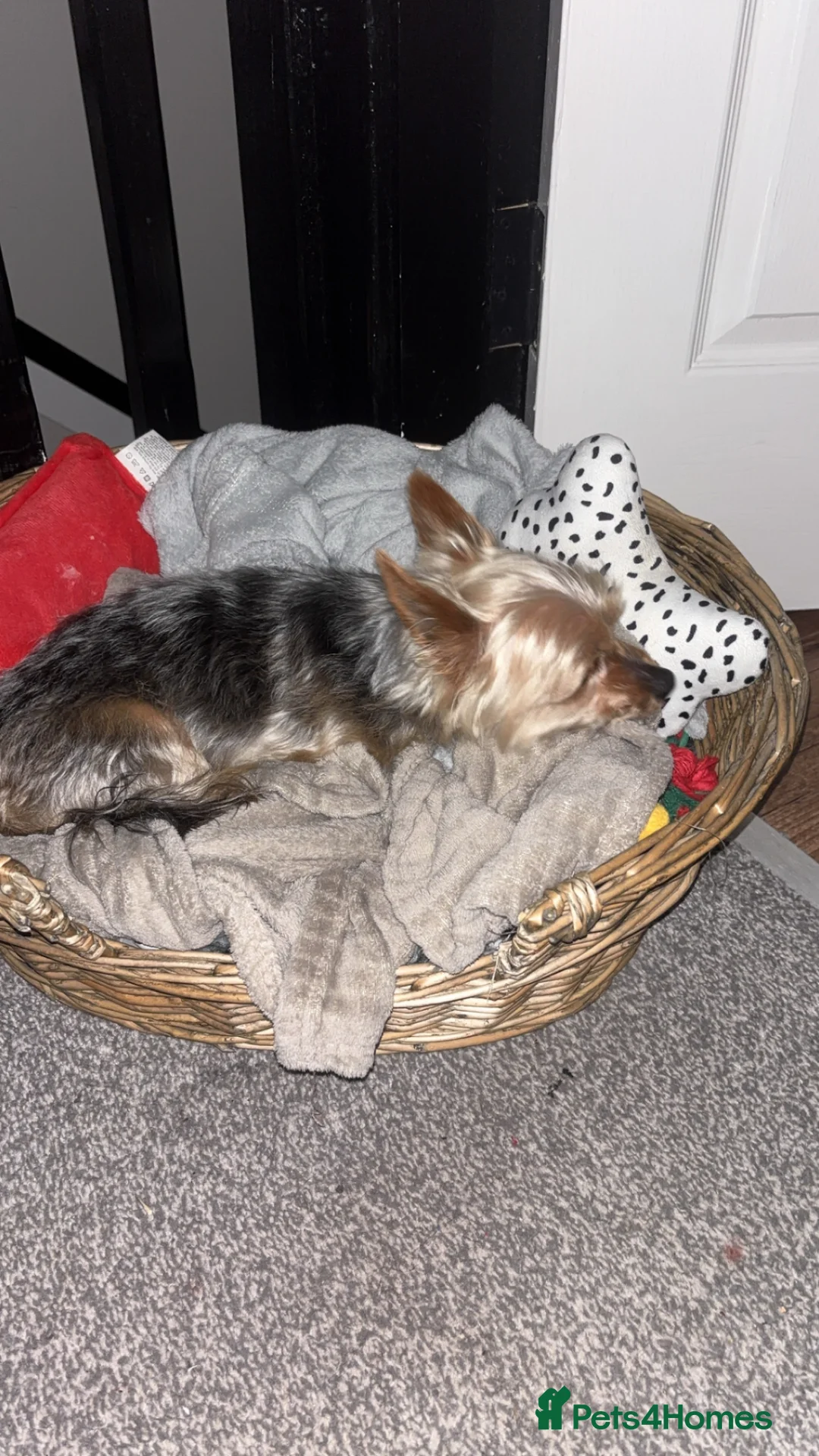 Yorkshire Terrier dogs for sale: Miniature Yorkshire terrier for sale  in Saint Helens - Advert 2