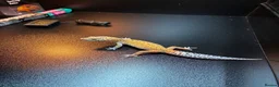 Leopard Gecko reptiles for sale: Leopard Gecko + Setup Kits - Advert 6