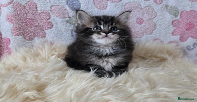 Maine Coon cats - Advert 5