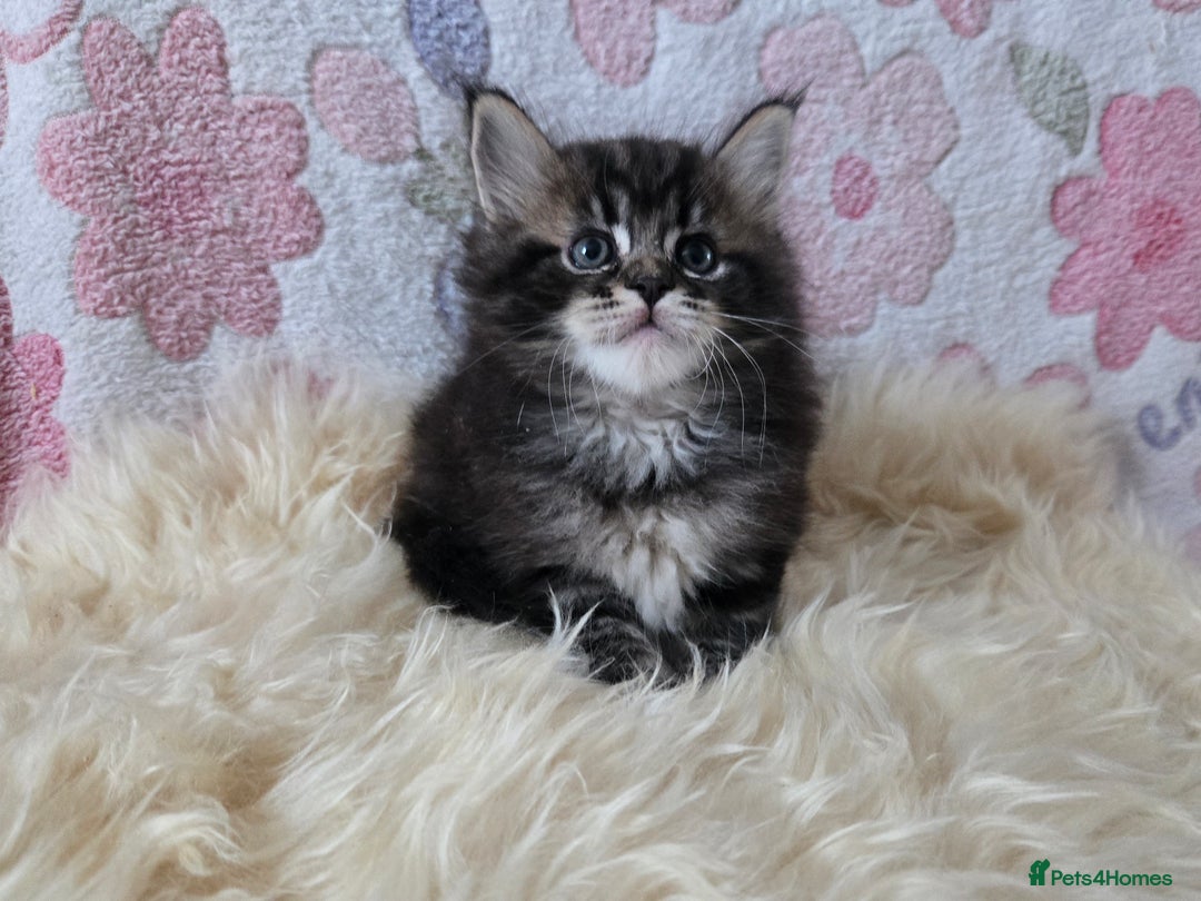 Maine Coon cats for sale: Stunning GCCF Maine Coon babies - Image 1