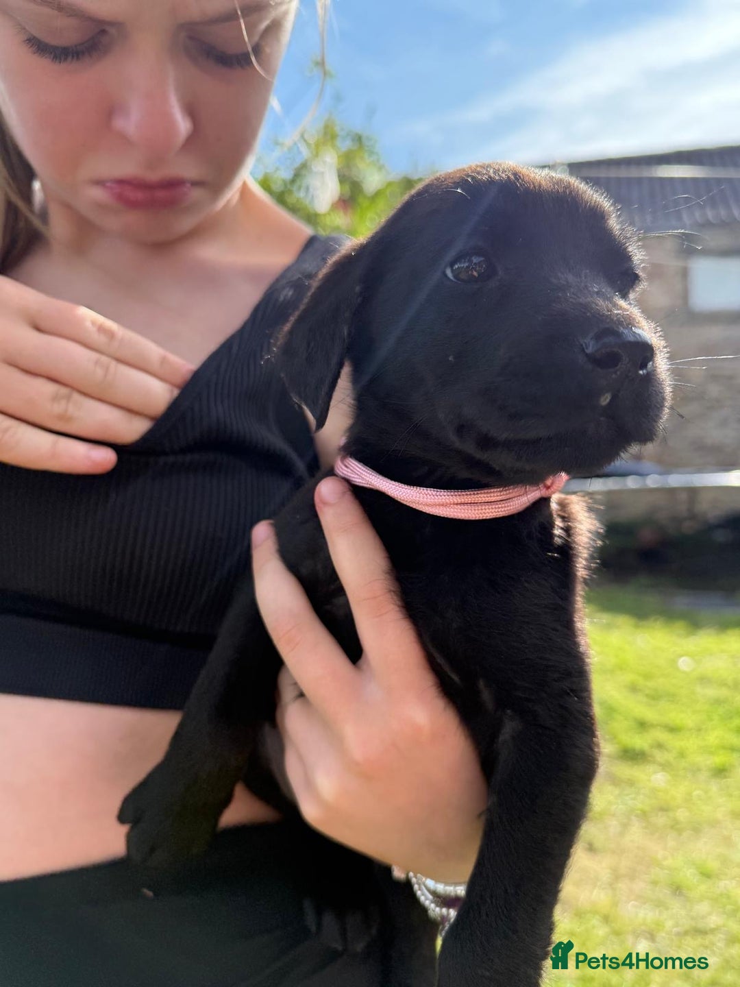 Labrador Retriever dogs for sale: KC Registered Black Labrador Pups 🐾 - Image 38