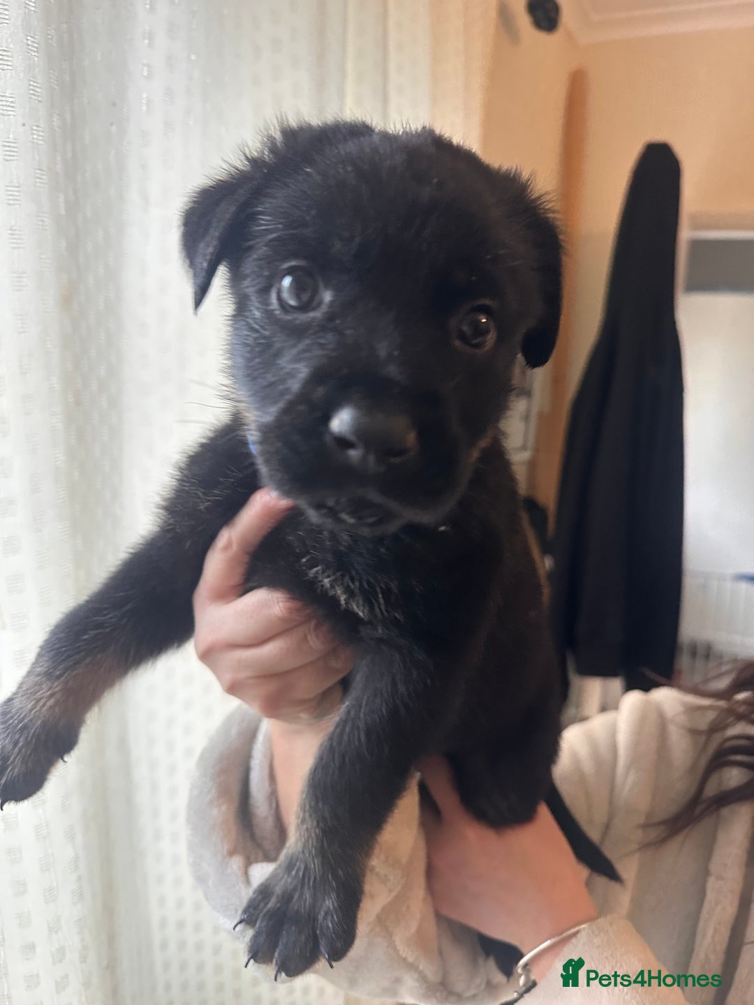 Mixed Breed dogs for sale: Shepweiller Puppies (8/10/25) REDUCED! - Advert 26