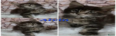 🐾 Alvin – Brown Tabby Boy